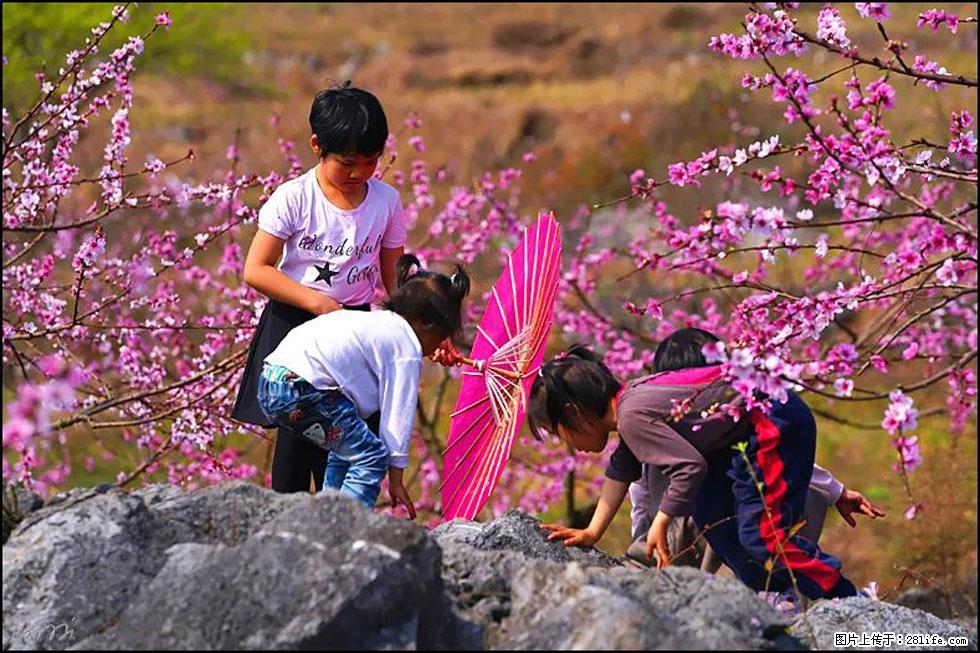 【春天,广西桂林灌阳县向您发出邀请!】望月岭上桃花开 - 游山玩水 - 江门生活社区 - 江门28生活网 jm.28life.com
