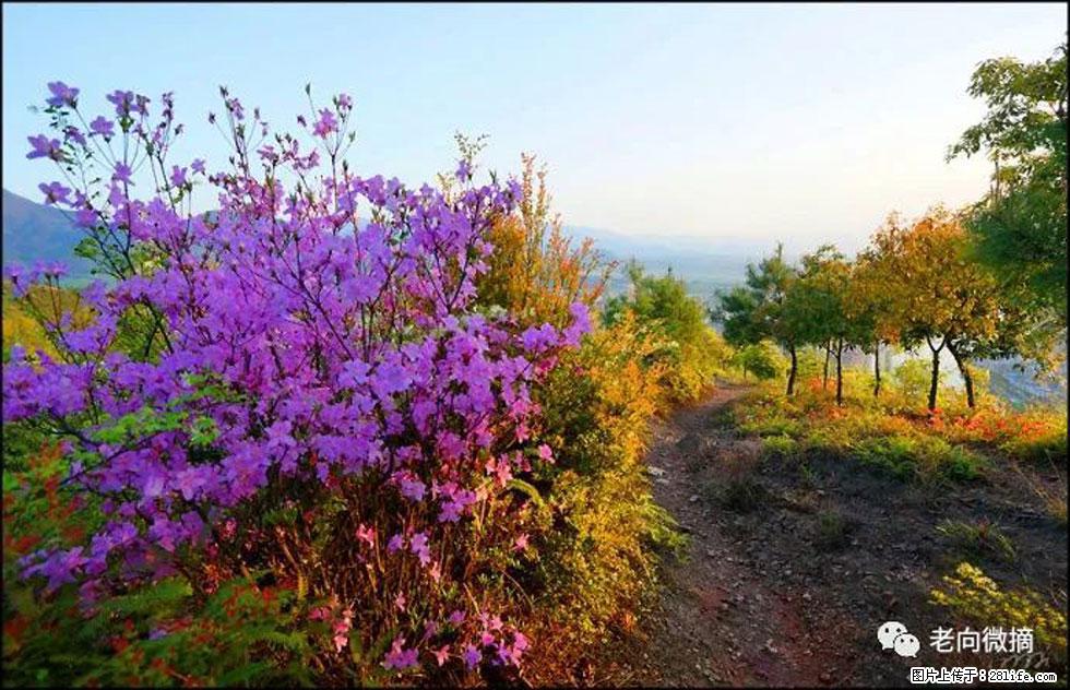 【春天,广西桂林灌阳县向您发出邀请!】登麒麟山,相约映山红 - 游山玩水 - 江门生活社区 - 江门28生活网 jm.28life.com