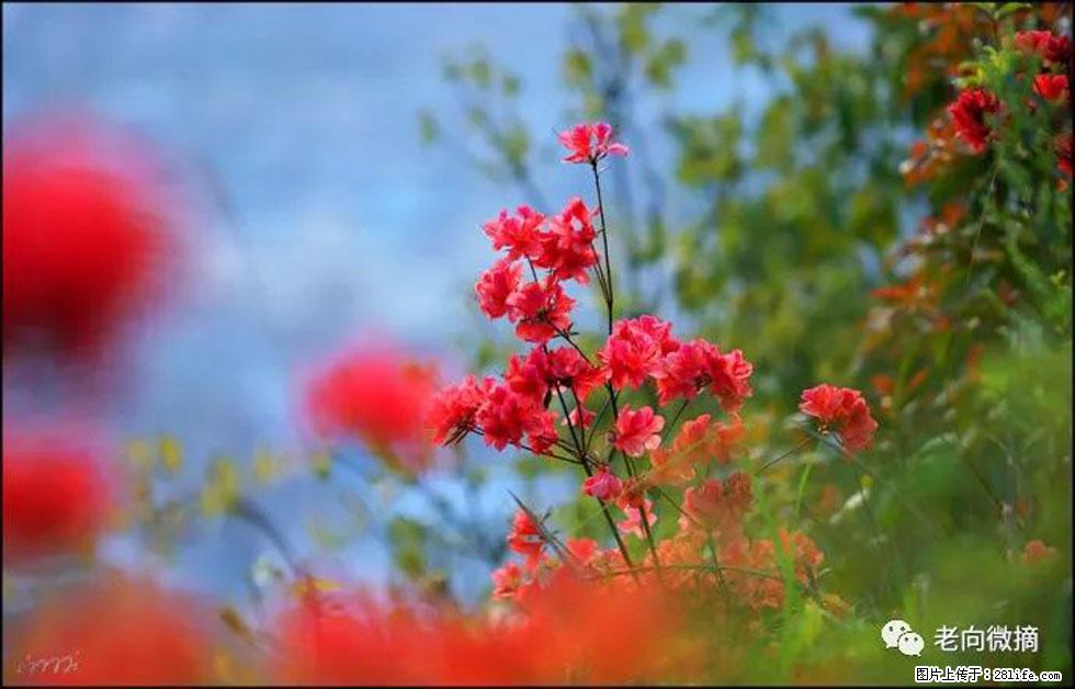 【春天,广西桂林灌阳县向您发出邀请!】登麒麟山,相约映山红 - 游山玩水 - 江门生活社区 - 江门28生活网 jm.28life.com