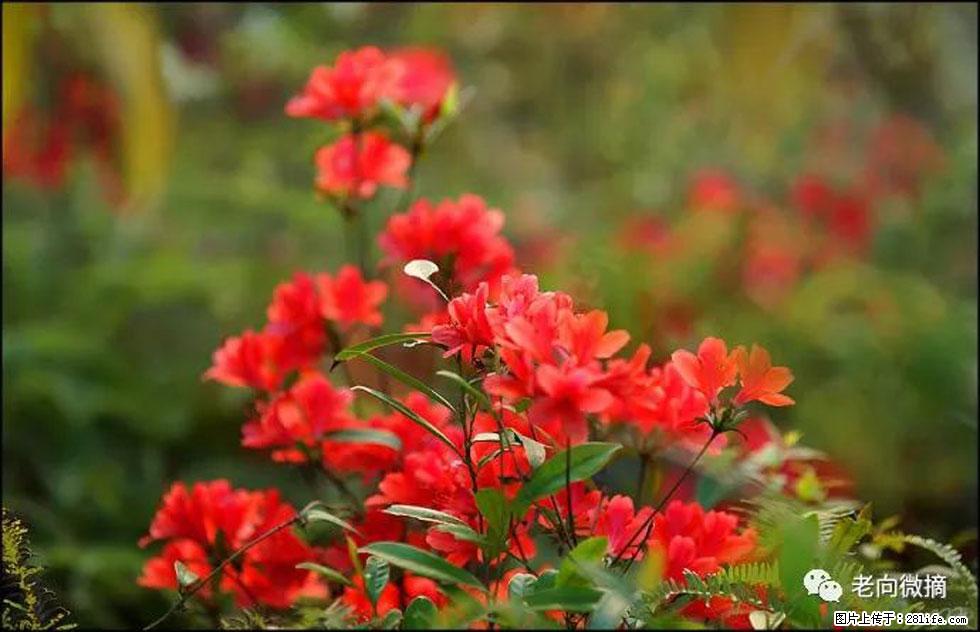 【春天,广西桂林灌阳县向您发出邀请!】登麒麟山,相约映山红 - 游山玩水 - 江门生活社区 - 江门28生活网 jm.28life.com