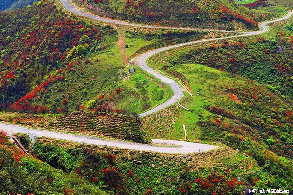 【春天,广西桂林灌阳县向您发出邀请!】春木界上映山红 - 游山玩水 - 江门生活社区 - 江门28生活网 jm.28life.com