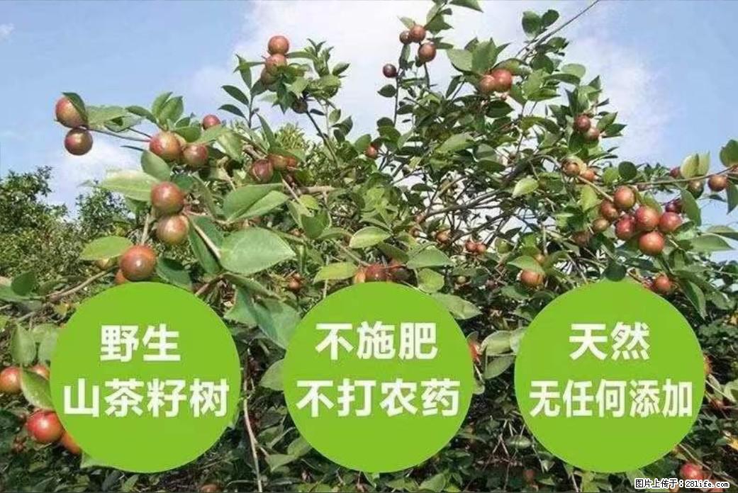 【灌阳县油茶产业示范区】一个有着充实的精神生活的人，对待身外之物自会有一种淡泊的态度 - 美食天地 - 江门生活社区 - 江门28生活网 jm.28life.com