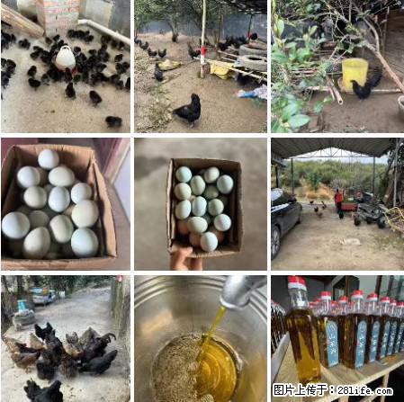 油茶园从小鸡仔开始养起的纯土鸡、土鸡蛋可以预定啦!还有前几天刚榨的纯山茶油哦 - 土特产 - 饮食特产 - 江门分类信息 - 江门28生活网 jm.28life.com