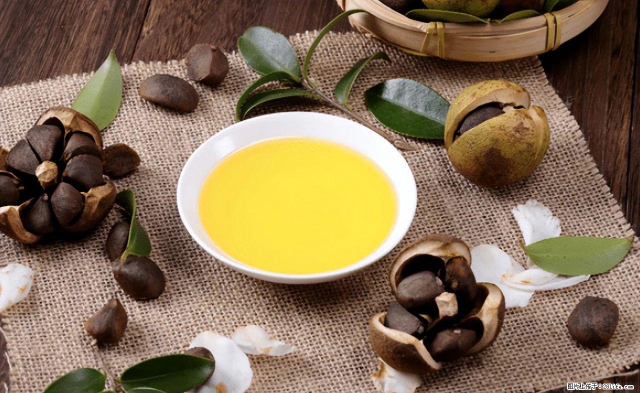 揭秘茶油的5大核心营养成分!被称为人体健康的“守护盾”! - 江门生活资讯 - 江门28生活网 jm.28life.com