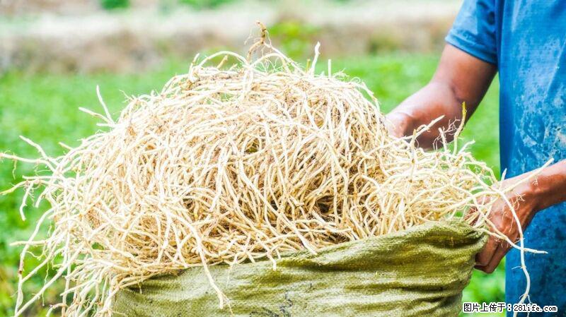 堪称“最难吃”的蔬菜,却是 “抗辐射神器”,还能护肺、清热、止咳化痰! - 江门生活资讯 - 江门28生活网 jm.28life.com