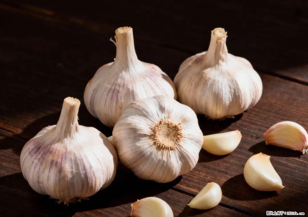 关于大蒜，除了“天然抗生素”，这4个谣言更该警惕! - 江门生活资讯 - 江门28生活网 jm.28life.com