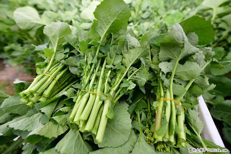 这些蔬菜是“天然钙片”，这6种被医生重点推荐 - 江门生活资讯 - 江门28生活网 jm.28life.com
